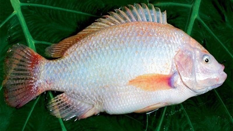 Cá diêu hồng có thân dài, thịt dày, ít xương và gần như không có mùi tanh, rất dễ chế biến.