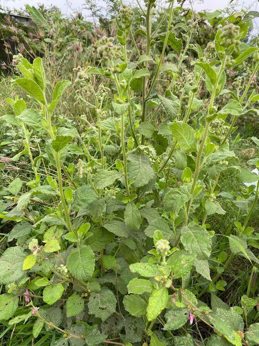 476358535_122217151130233392_6534642121330617635_n (2)