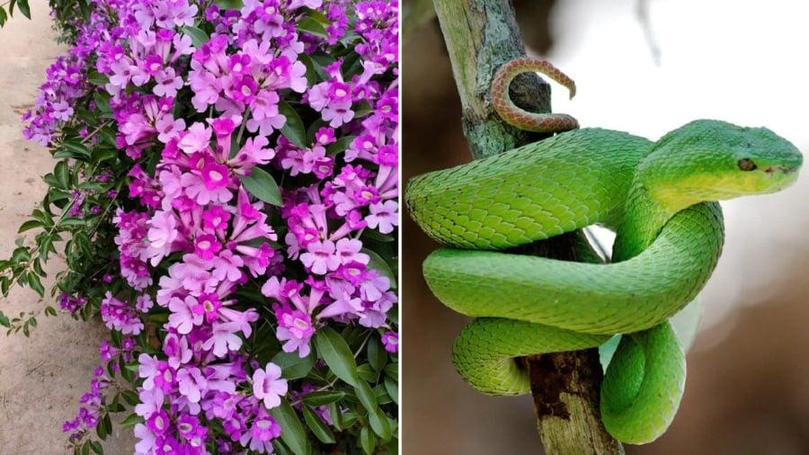 Trồng cây lan tỏi quanh nhà là một trong những kinh nghiệm dân gian đuổi rắn được nhiều người chia sẻ.