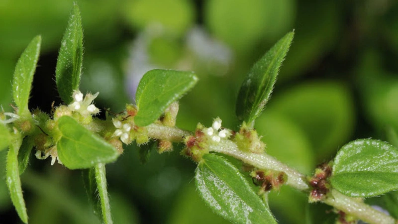 Cách dùng cây thuốc dòi trị bệnh phổi hiệu quả 5