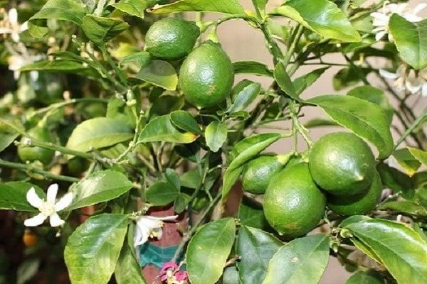 Chỉ cần biết cách rất đơn giản, gia đình bạn thoải mái ăn chanh do chính mình trồng ra