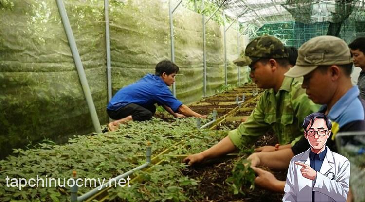 Loài cây quý hiếm, đắt đỏ bậc nhất thế giới, chỉ có duy nhất ở Việt Nam- Ảnh 4.