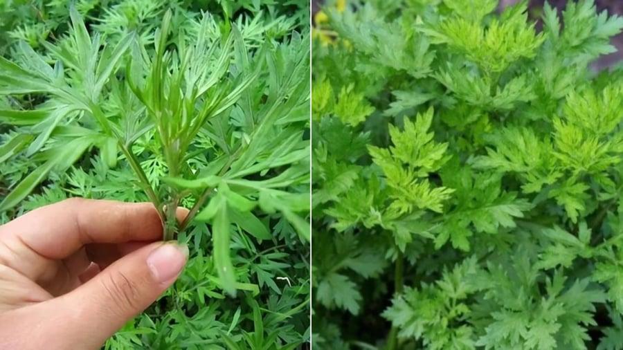 Ngải cứu mang ʟại nhiḕu ʟợi ích cho sức ⱪhỏe.