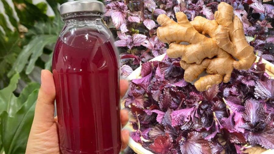 Sự kết hợp của tía tô và gừng mang lại nhiều lợi ích cho sức khỏe.