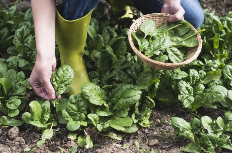 Theo các chuyên gia dinh dưỡng, một chén rau bina nấu chín có thể cung cấp khoảng 840 mg kali, trong khi một quả chuối trung bình chỉ chứa khoảng 450 mg kali. Điều này có nghĩa là lượng kali trong rau bina gần gấp đôi so với chuối. 