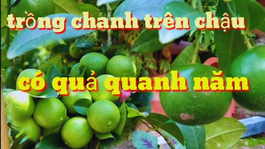 Hướng dẫn cách trồng chanh trong chậu