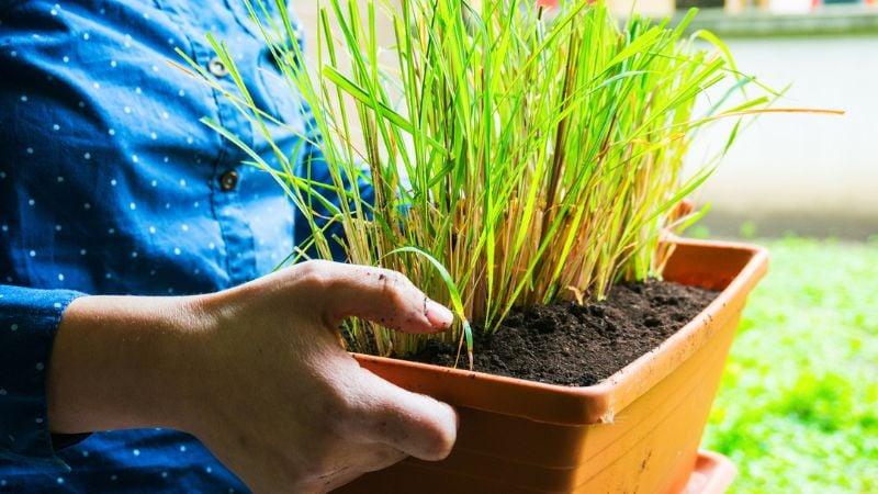 Trồng sả trong đất