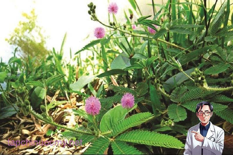 Xấu hổ là cây mọc hoang, rất dễ tìm ở nhiều vùng trên đất nước ta