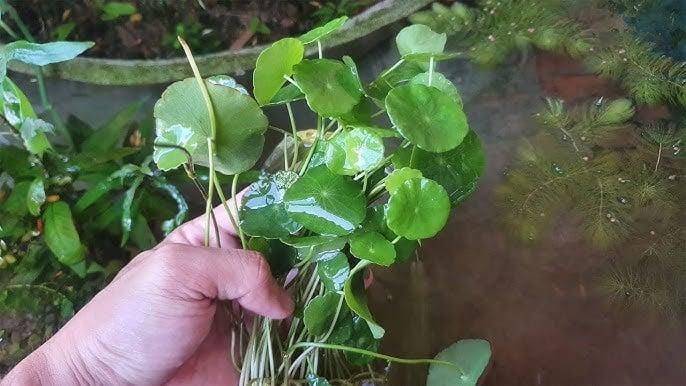 Loại rau mọc đầy bờ ruộng, hái về ăn mát gan thải độc, nhiều người nhổ bỏ không biết