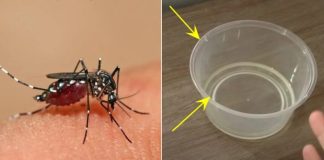 Muỗi sợ nhất bát nước này, đặt trong nhà muỗi nhiều mấy cũng đi hết, yên tâm mà ngủ