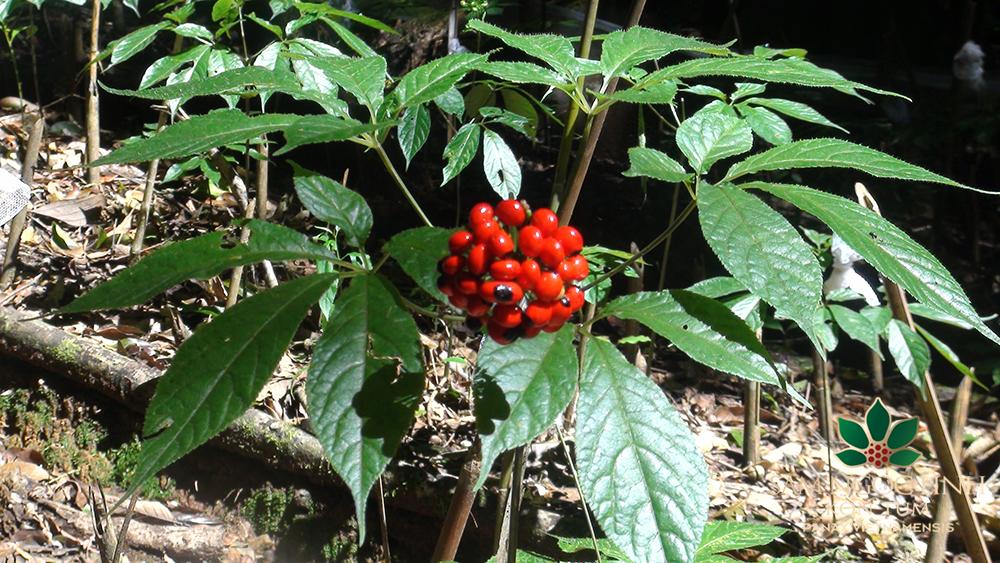 Loài cȃy quý hiḗm, ᵭắt ᵭỏ bậc nhất thḗ giới, chỉ có duy nhất ở Việt Nam- Ảnh 1.