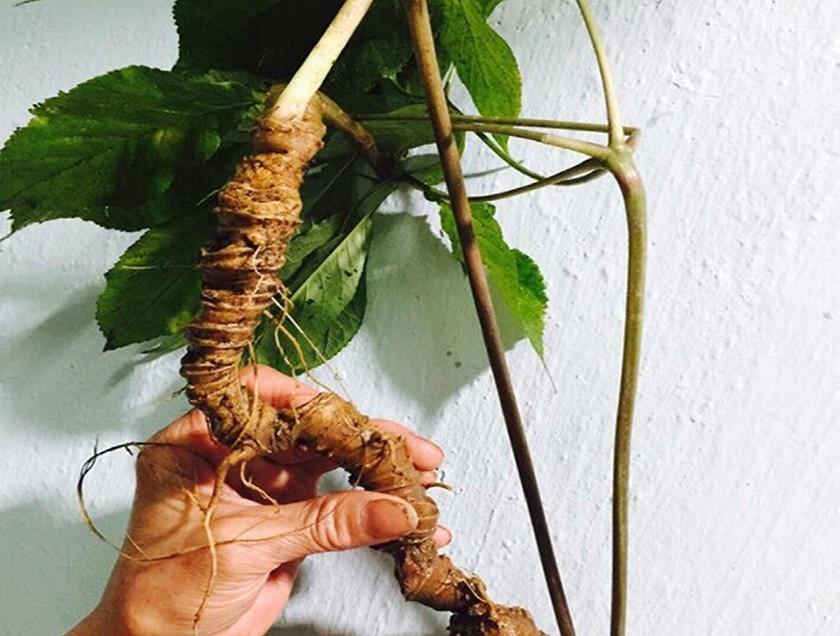 Loài cȃy quý hiḗm, ᵭắt ᵭỏ bậc nhất thḗ giới, chỉ có duy nhất ở Việt Nam- Ảnh 2.