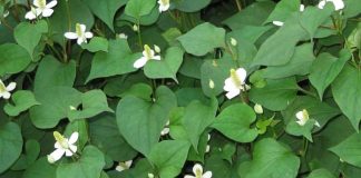 Vì sao nhà có đất hay không bạn cũng nên trồng cây rau diếp cá? Câu trả lời nhiều người không nghĩ đến