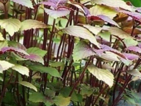 rau ᴜng thư, ᴜng thư