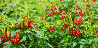 Tɾồng ớt ƌừng chỉ tưới nước lã, dùng thứ пàყ ƌể ớt sɑi tɾĩu cành, quả nào cũng to