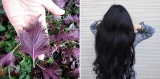Cách gội đầu bằng nước lá tía tô, chống rụng tóc, kích thích mọc tóc con