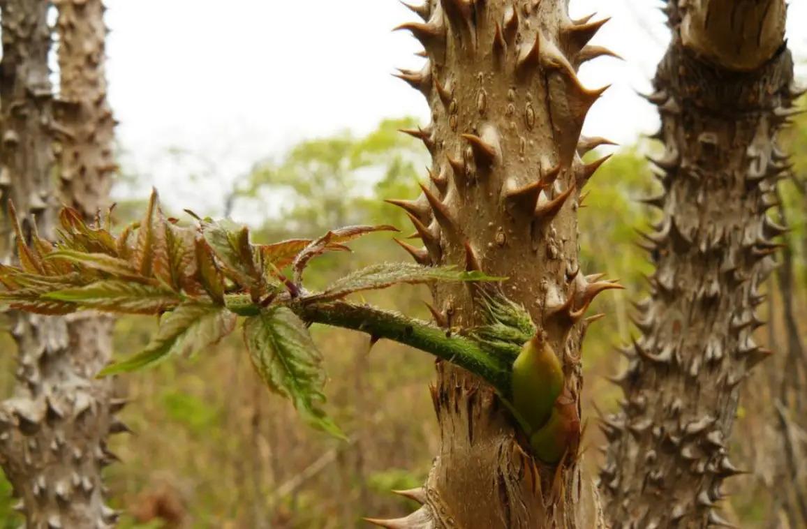 Loại rau người Trung Quốc ví là “cao lương mỹ vị số 1 thế giới”: Mọc hoang đầy Việt Nam, ít người biết- Ảnh 2.