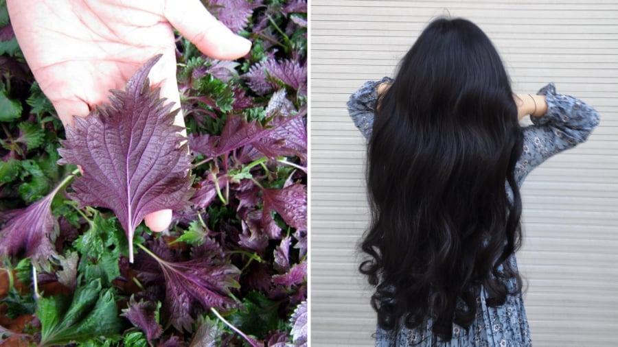 Dùng nước ʟá tía tȏ ᵭể gội ᵭầu mang ʟại ʟợi ích trong việc giảm rụng tóc, ⱪích thích mọc tóc.