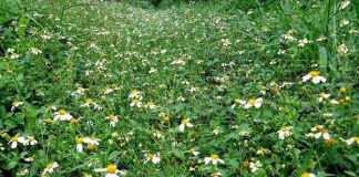 Cȃy xuyḗn chi và những công dụng tuyệt vời của nó