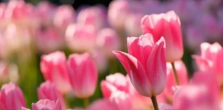 Tử vi 4 ngày liên tiếp (7, 8, 9 và 10/12), 3 con giáp thóc lúa đầy bồ, tiền bạc đầy két, đời vận lên hương, giàu sang Phú Quý ngút trời