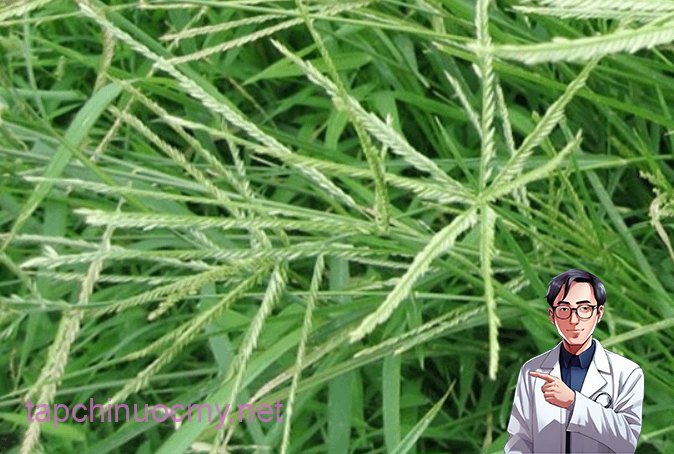 Tác dụng của cỏ mần trầu trong Y học cổ truyền