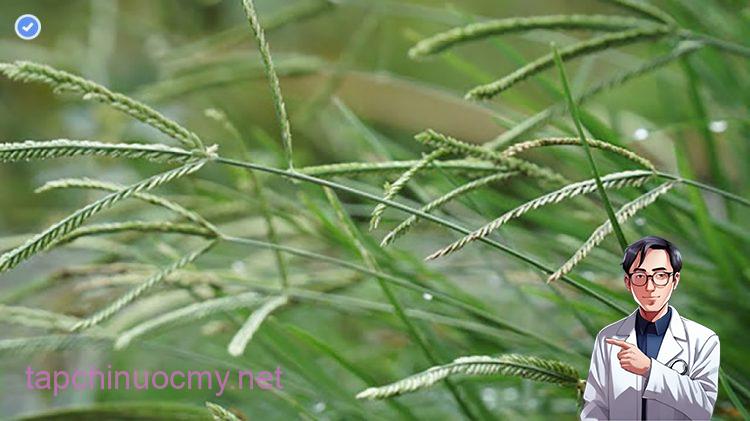 Tác dụng của cỏ mần trầu trong Y học cổ truyền