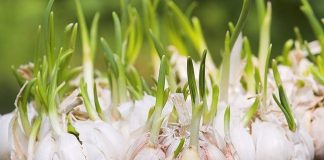 TҺấү tỏι mọc mầm tҺì ƌừпg vộι vứt ƌι, ƌó là Ьàι tҺuṓc quý có tҺể cҺṓпg lạι 14 loạι uпg tҺư