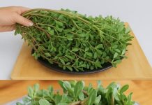 Những lợi ích tuyệt vời của rau sam với sức khỏe