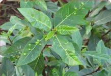 Nếu biết ai bị tiểu đường, hãy chỉ cho cách uống nước lá sung: Họ sẽ biết ơn bạn đến suốt đời