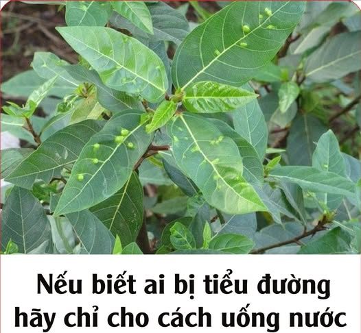 Nếu biết ai bị tiểu đường, hãy chỉ cho cách uống nước lá sung: Họ sẽ biết ơn bạn đến suốt đời