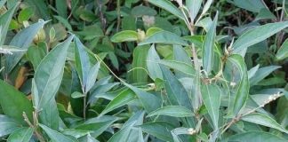 Cây Khổ sâm: Loại cây có nhiều tác dụng chữa bệnh