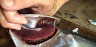 5 dấu hiệu cá ướp ure, cho không cũng đừng đem về