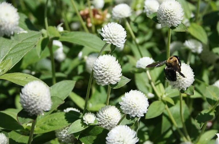 Cây Nở Ngày Đất Có Tác Dụng Gì? Hướng Dẫn Dùng Trị Bệnh