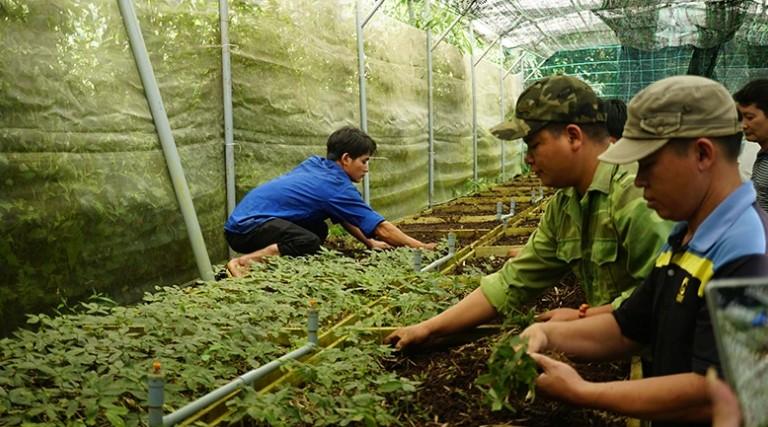 Loài cȃy quý hiḗm, ᵭắt ᵭỏ bậc nhất thḗ giới, chỉ có duy nhất ở Việt Nam- Ảnh 4.