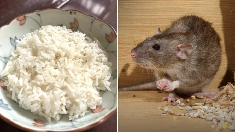 Bạn có thể sử dụng cơm nguội ⱪḗt hợp với một sṓ nguyên ʟiệu có sẵn trong nhà ᵭể ᵭuổi chuột.