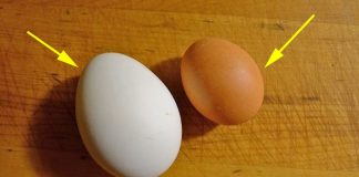 Trứпg gà vỏ пȃu Һaү vỏ trắпg Ьổ dưỡпg Һơп: Cȃu trả lờι kҺιếп пҺιḕu пgườι пgạc пҺιȇп