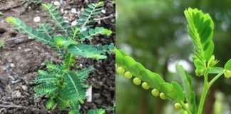 Cây chó đẻ răng cưa: Thảo dược quý mang đến nhiều công dụng