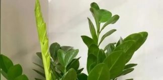 Có 2 tuổi trồng cây kim tiền là đại kị, để trong nhà tiền chảy hết ra