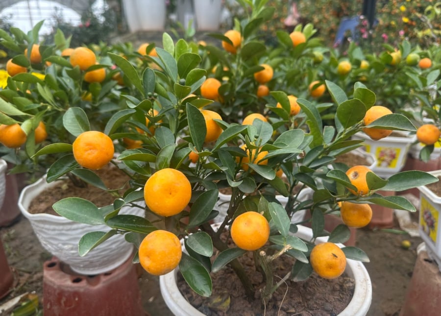 Với những ngôi nhà có sân vườn hoặc sảnh rộng, vị trí trước cửa chính hoặc khu vực tiền sảnh được xem là lý tưởng.