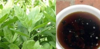 Nếu may mắn gặp cây này, đừng vội chặt đi, hàng nghìn người sống lại chỉ bằng 7 bài thuốc từ lá của nó