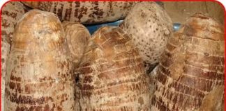 Cả đời sống khỏe chẳng tốn tiền thuốc không lo ung thư nhờ món ăn rẻ tiền được ví như nhân sâm này