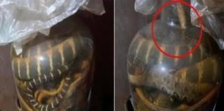 Tại sao rắn đ;ộc đã ngâm rượu cả năm trời, khi mở nắp bình vẫn vọt lên c;ắn người bị th;ương? Vì sao rắn lại sống được lâu trong bình rượu?