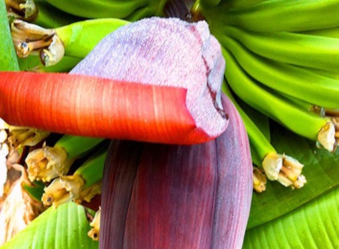 Hoa chuối chữa bệnh