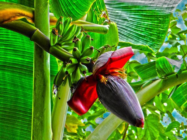 Lợi ích sức khỏe bất ngờ từ hoa chuối- Ảnh 1.