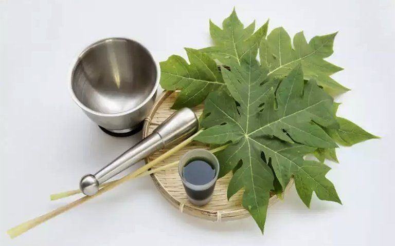 Trong y học cổ truyḕn, ʟá ᵭu ᵭủ từng ᵭược sử dụng ᵭể phòng ngừa và hỗ trợ ᵭiḕu trị một sṓ ʟoại ᴜng thư