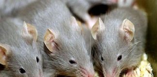 Mách bạn 3 cách đơn giản nhất để nhà không có bóng dáng con chuột nào