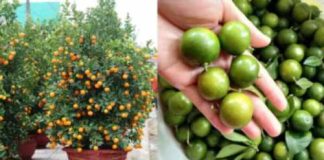 Chớ dại mà tận dụng những thứ này sau Tết kẻo ngộ độc, rước họa vào thân