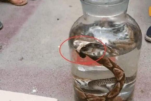 rượu rắn, rắn ngȃm rượu