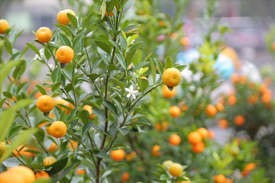 Chớ dại mà tận dụng những thứ này sau Tết kẻo ngộ độc, rước họa vào thân - Ảnh 1.