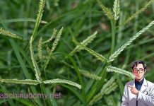 Tác dụng của cỏ mần trầu trong Y học cổ truyền